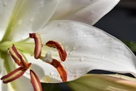 Close-up of a single elegant white lily with dew drops glistening in morning light.