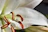 Close-up of a fresh bouquet of white lilies with dew drops on the petals.