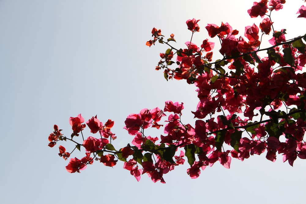 red flowers with green leaves