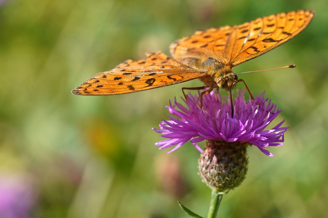 brown and black butterfly on purple flower