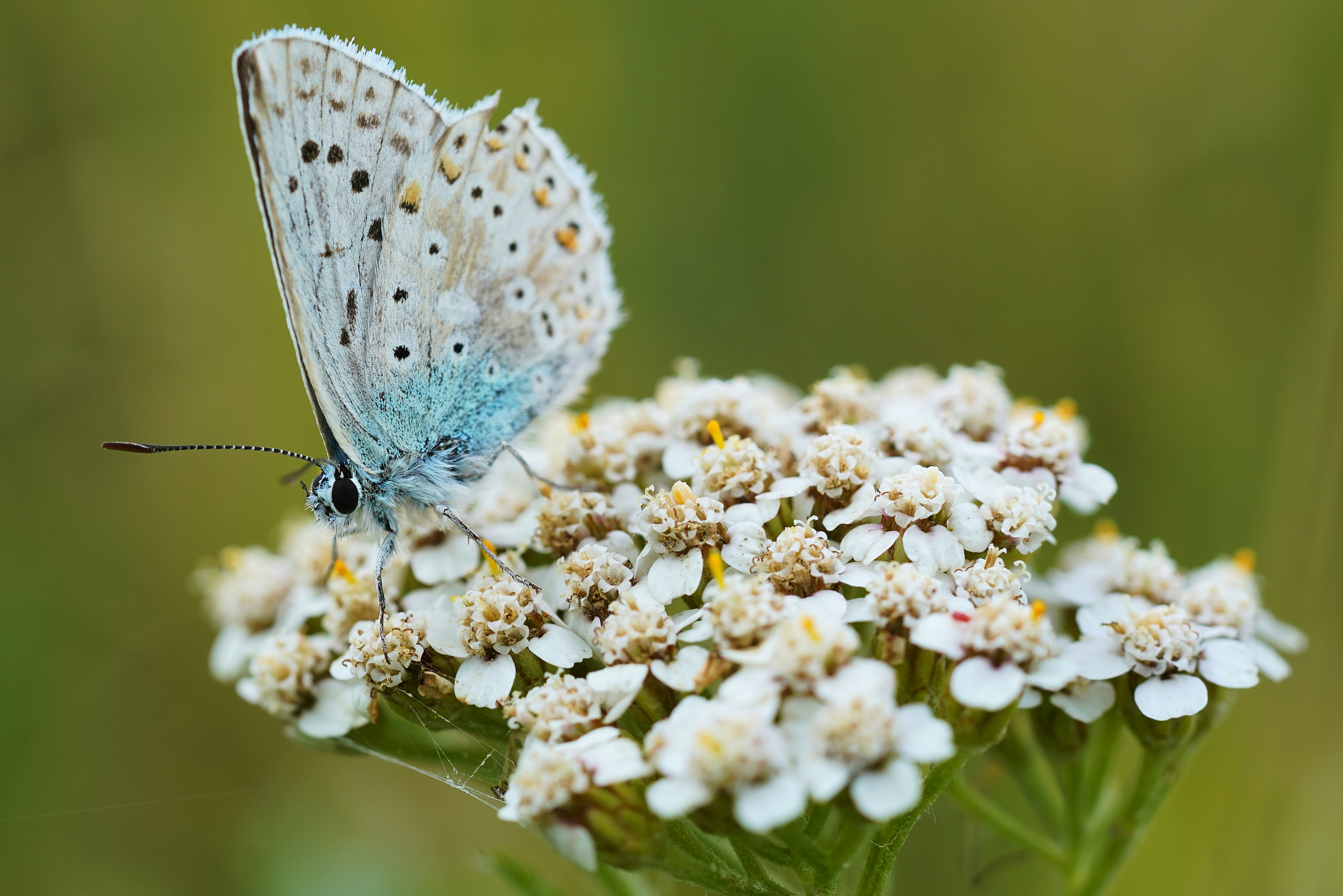 common blue butterfly perched on white flower in close up photography during daytime