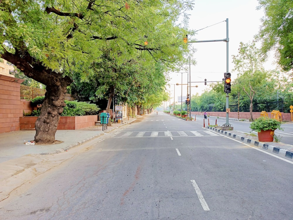 green trees beside gray concrete road during daytime