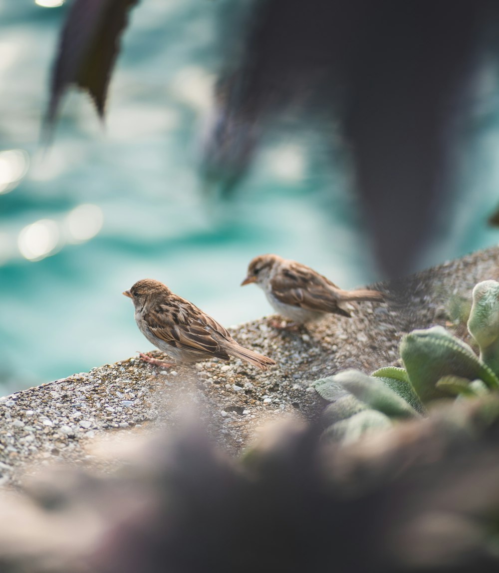 brown bird on gray rock