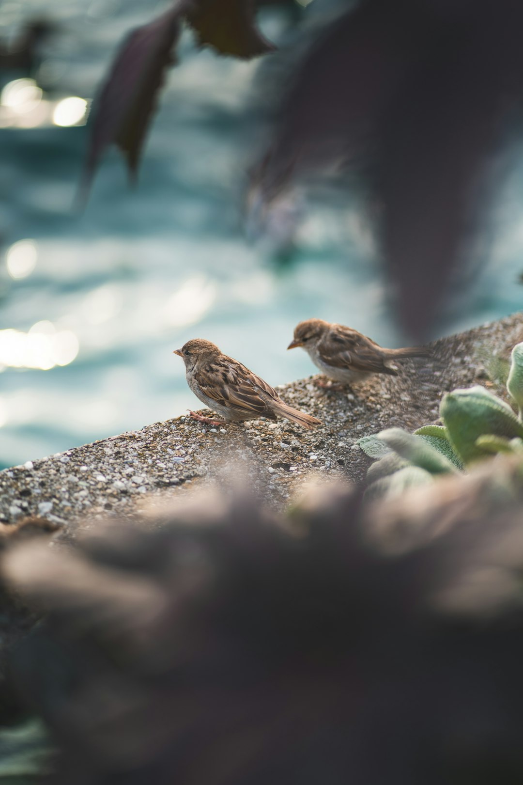 brown bird on gray rock