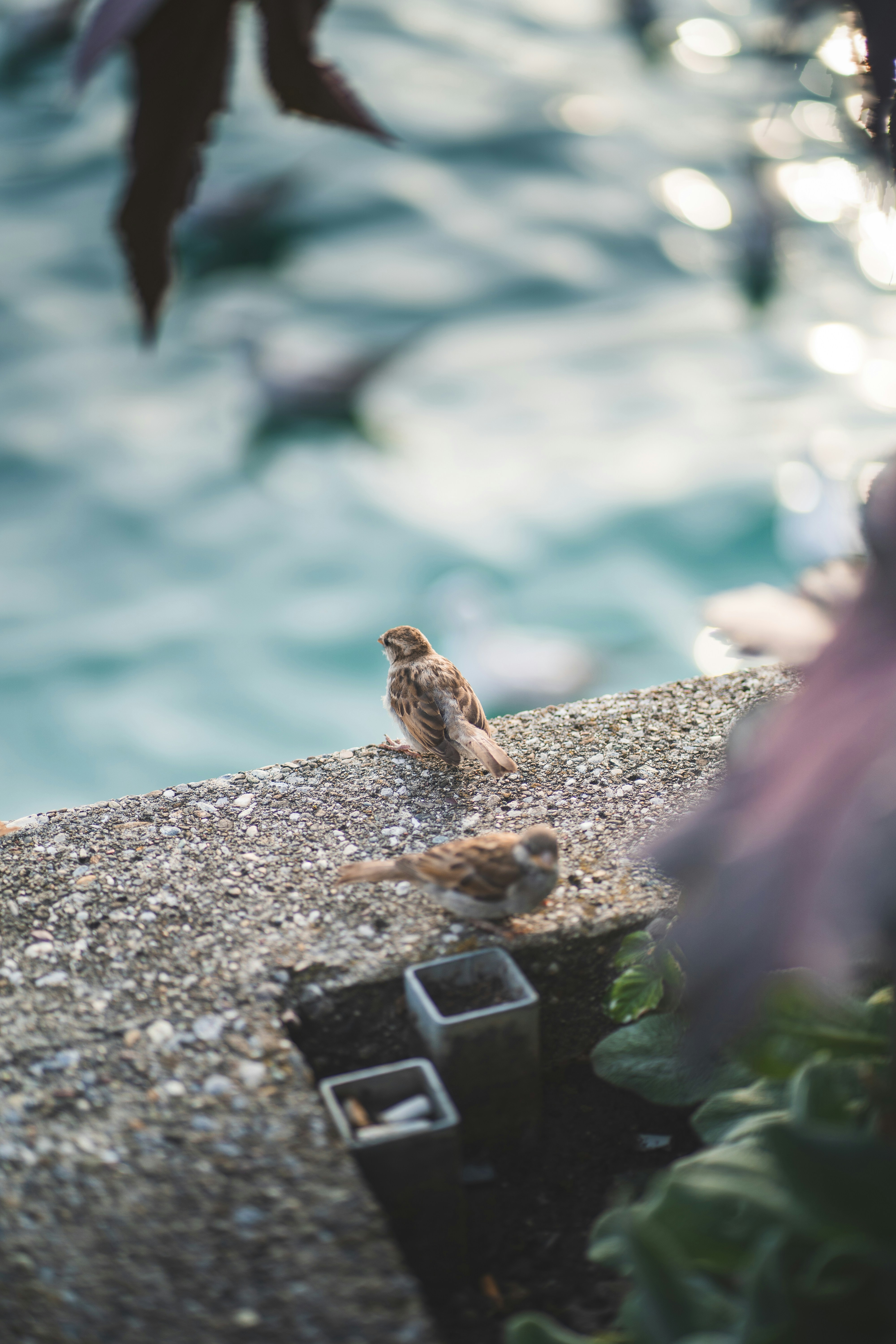 oiseau brun sur roche grise
