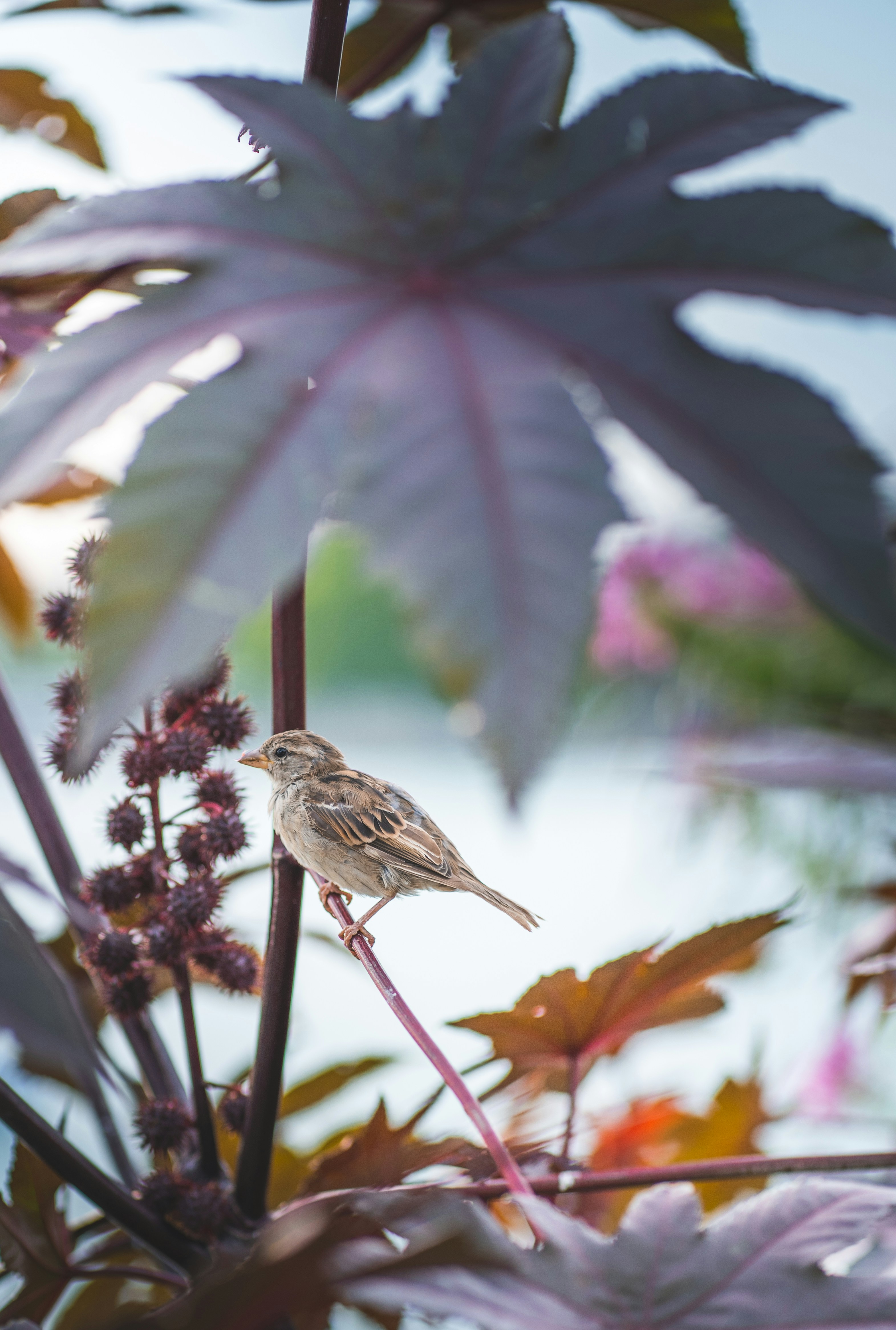 oiseau brun et blanc sur bâton brun
