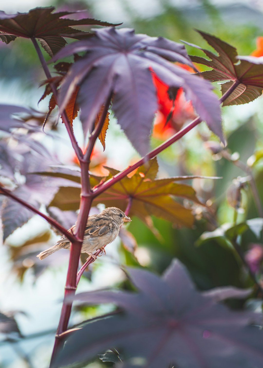 brown and red leaf plant