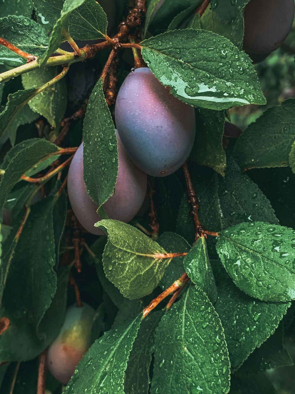 fruta verde e roxa com folhas verdes