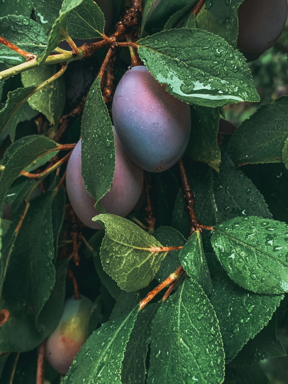 緑の葉を持つ緑と紫の果実