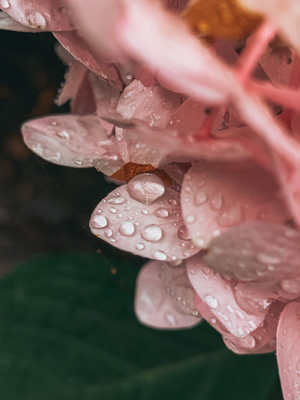 a pink flower with water droplets on it