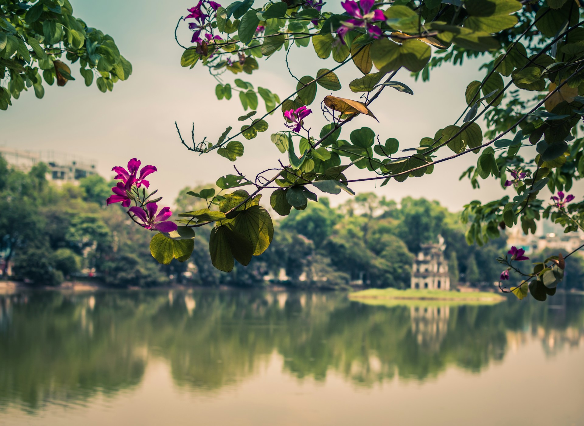 pink flowers near body of water during daytime