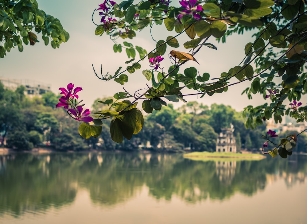 pink flowers near body of water during daytime