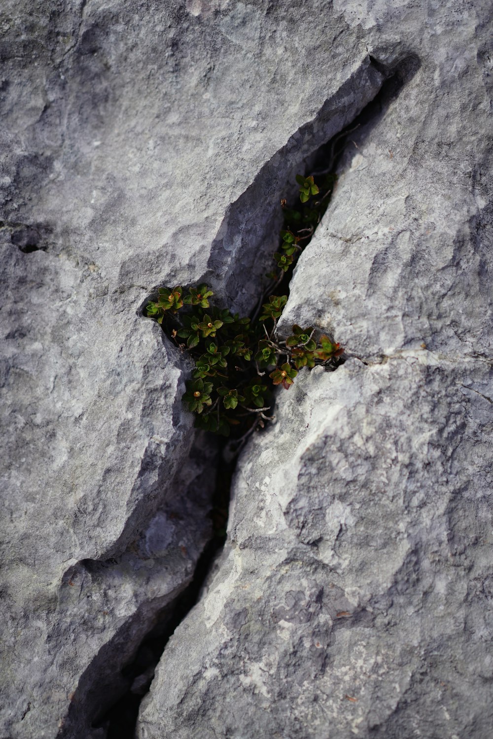 green plant on gray rock