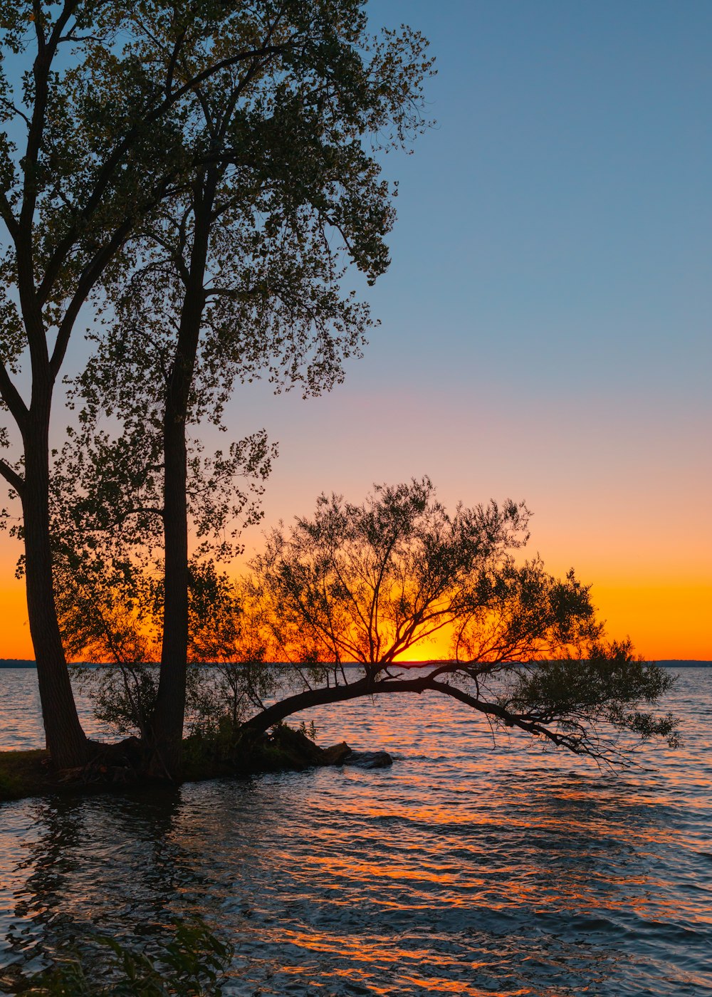 green tree on body of water during sunset