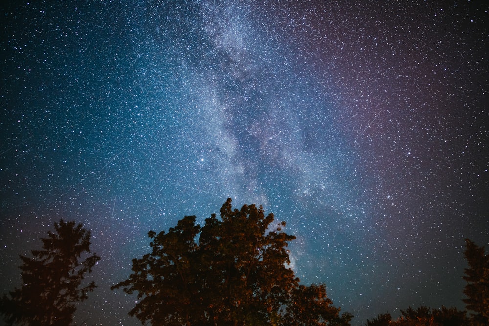 green trees under blue sky during night time