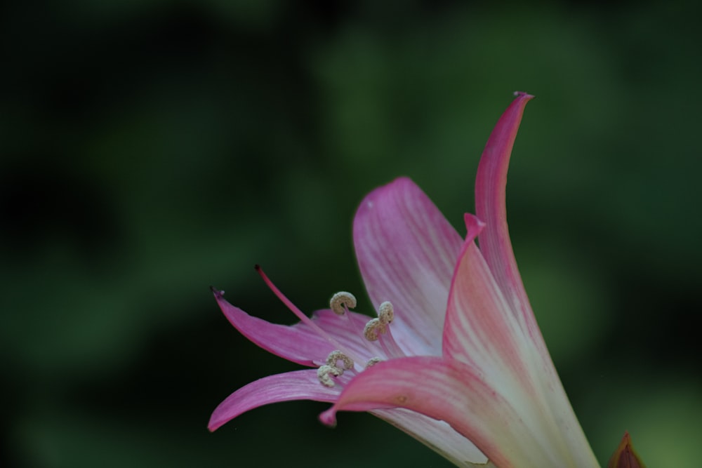 pink and yellow flower in tilt shift lens