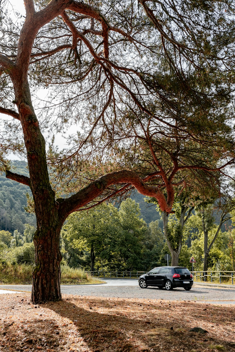 black car parked near brown tree during daytime