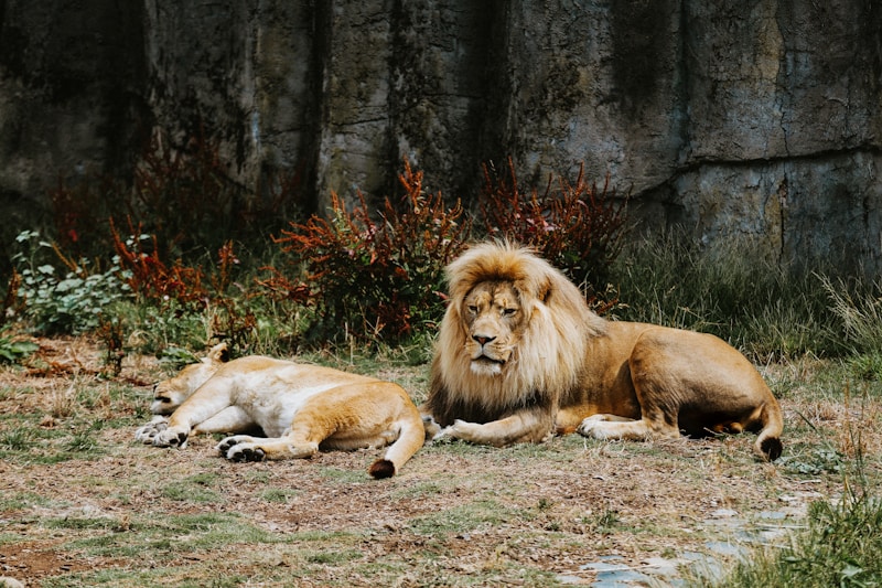 Majestic lion under daylight