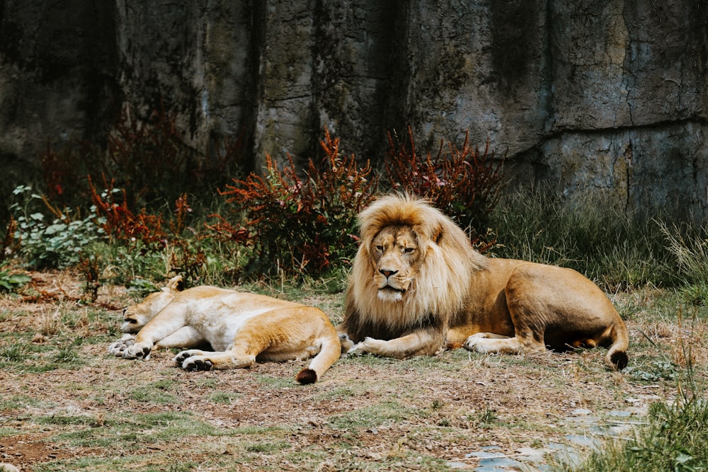 lion lying on ground near trees during daytime