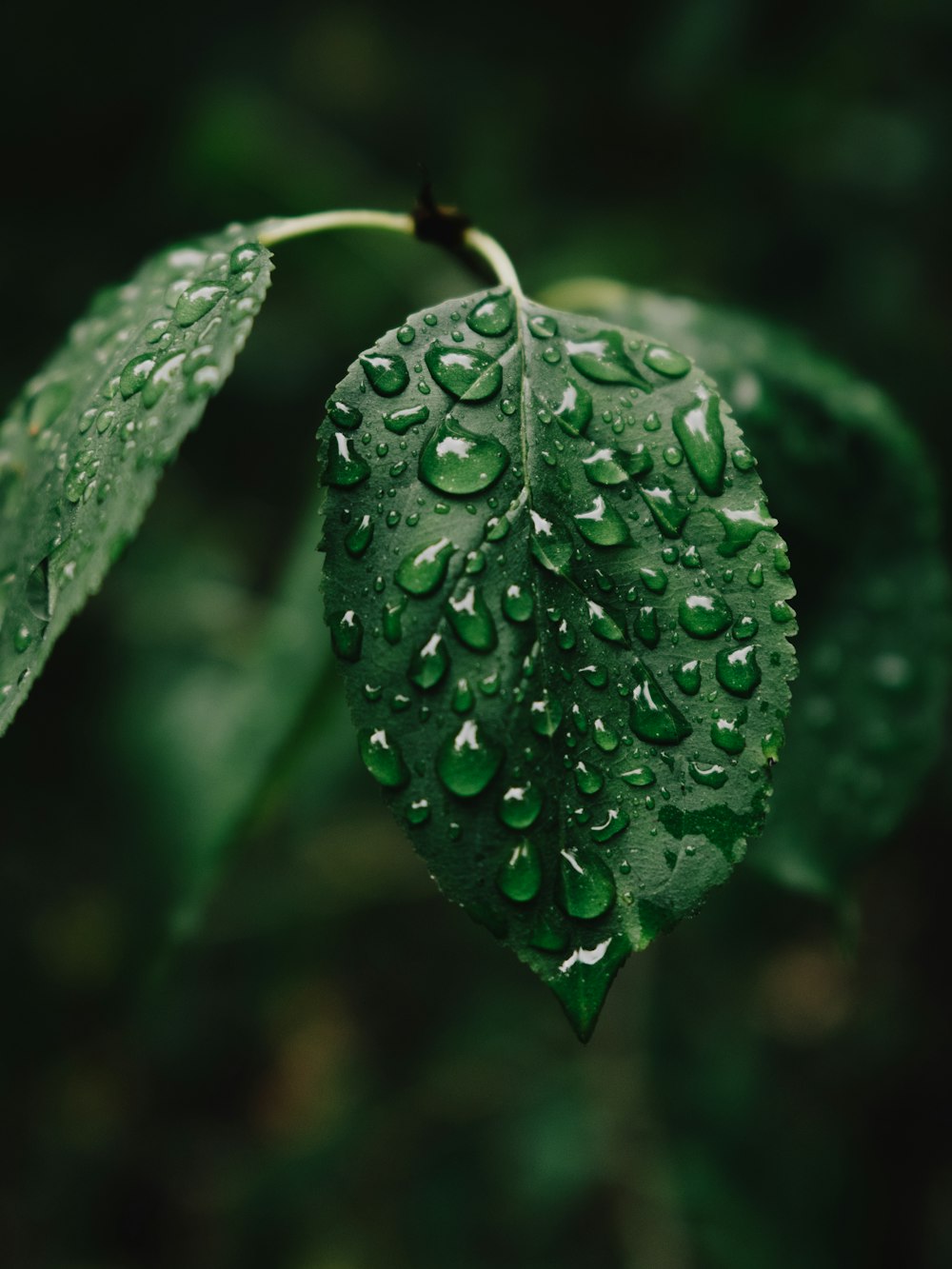 water droplets on green leaf