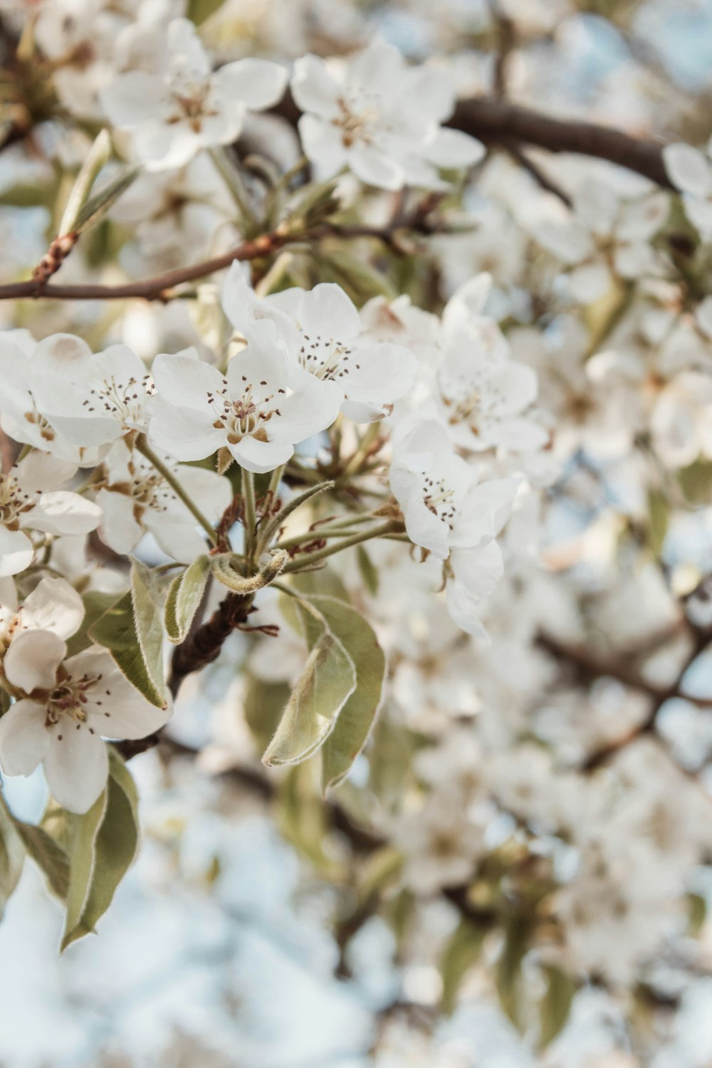 white cherry blossom in close up photography