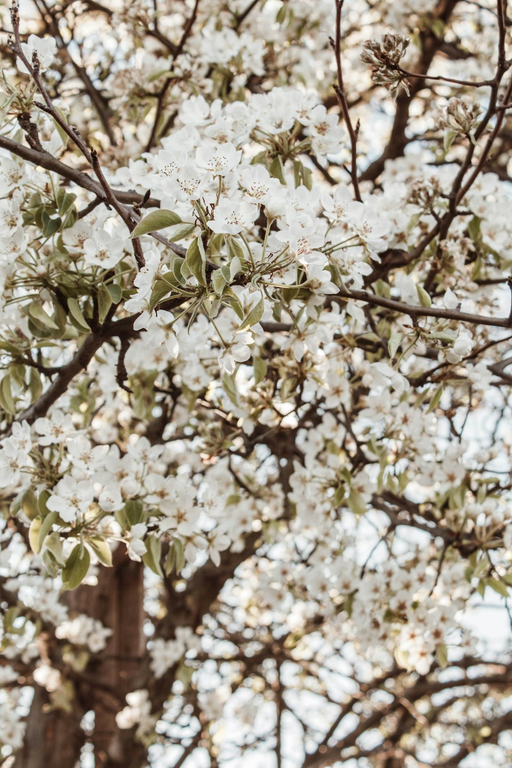 white cherry blossom tree during daytime