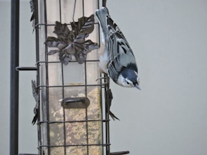 Alimento Aves
