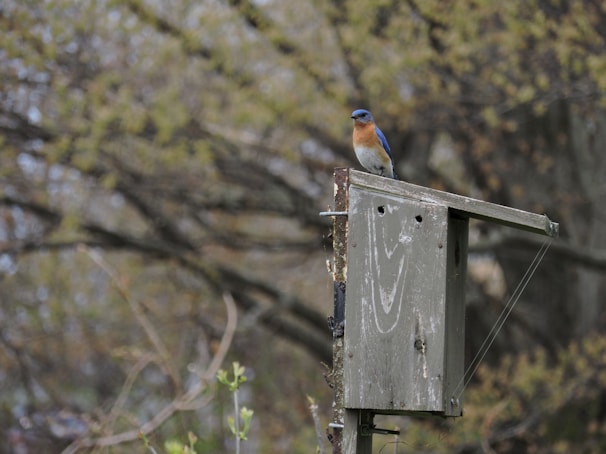 A cheerful bird perched on a modern birdhouse designed for comfort.