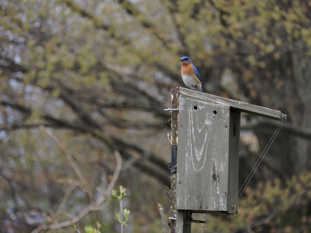 blue and brown bird on brown wooden birdhouse