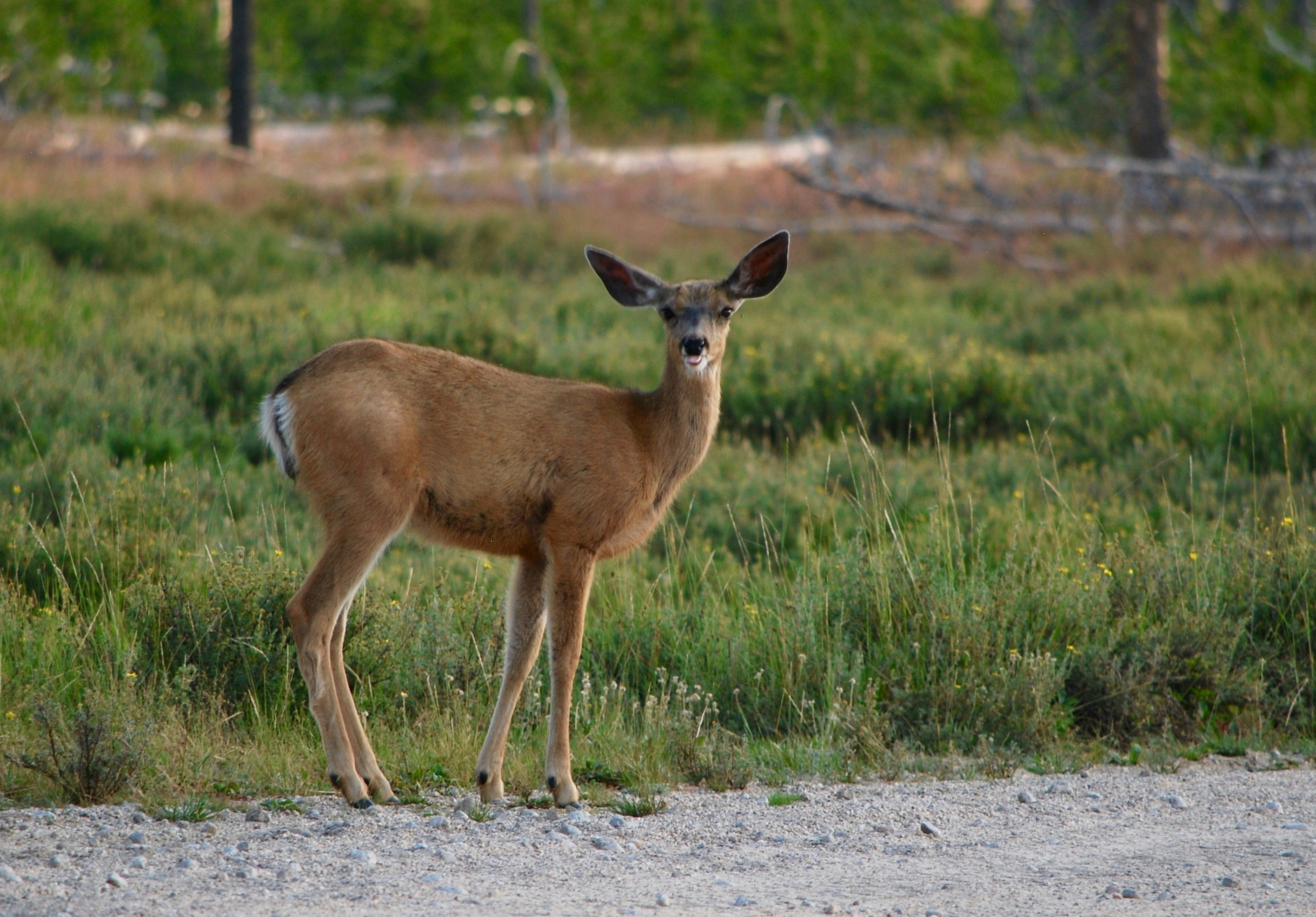 Photo by tonitisdale