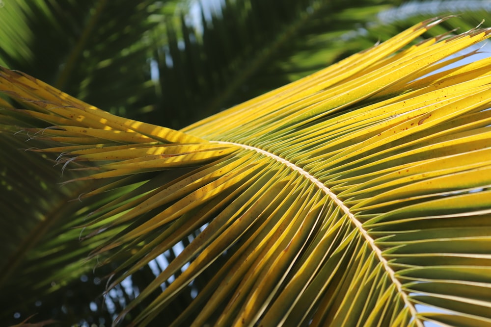 green palm tree during daytime