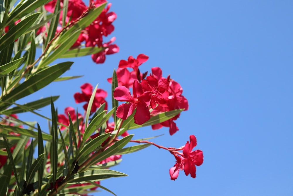 rote Blüten mit grünen Blättern