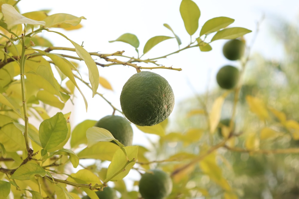 green round fruit on tree during daytime