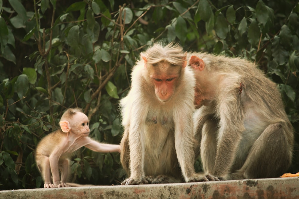 brown monkey sitting on brown wooden plank during daytime