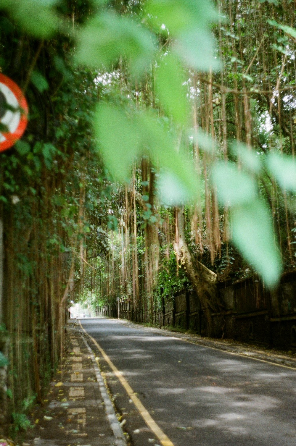 gray concrete road between green trees during daytime