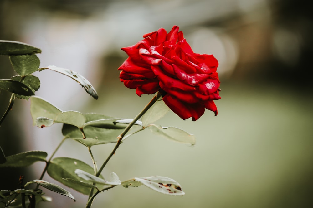 a red rose with water droplets on it