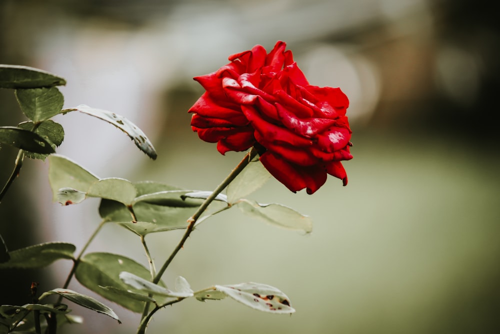 une rose rouge avec des gouttelettes d’eau dessus