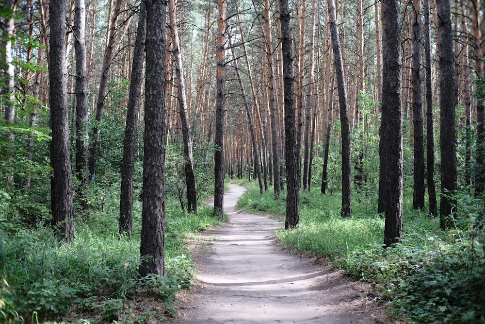 a dirt road in the middle of a forest