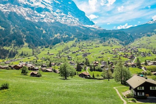 green trees and green grass field near mountain during daytime in Eiger Mountain Switzerland