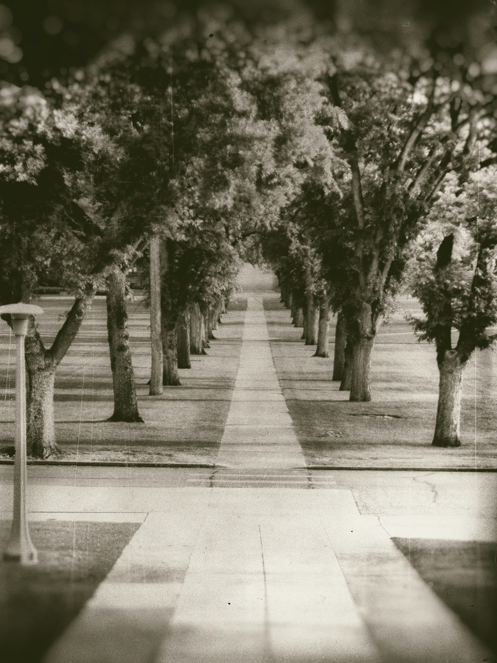 grayscale photo of empty road between trees