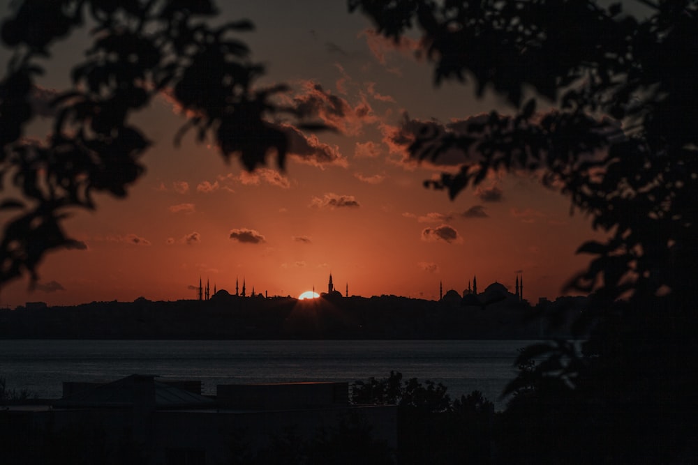 silhouette of trees during sunset