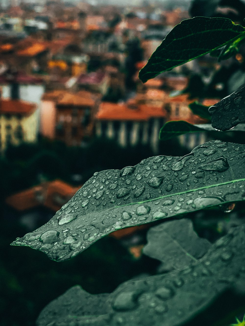 green leaf with water droplets