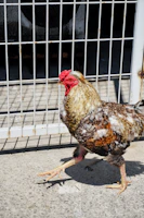 A Kelso game fowl strutting confidently across a sunlit farmyard.