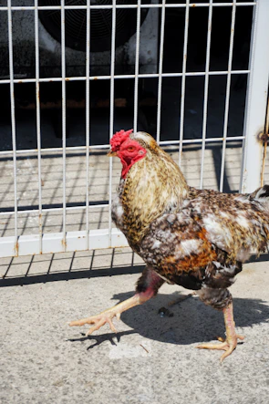A Kelso game fowl strutting confidently across a sunlit farmyard.