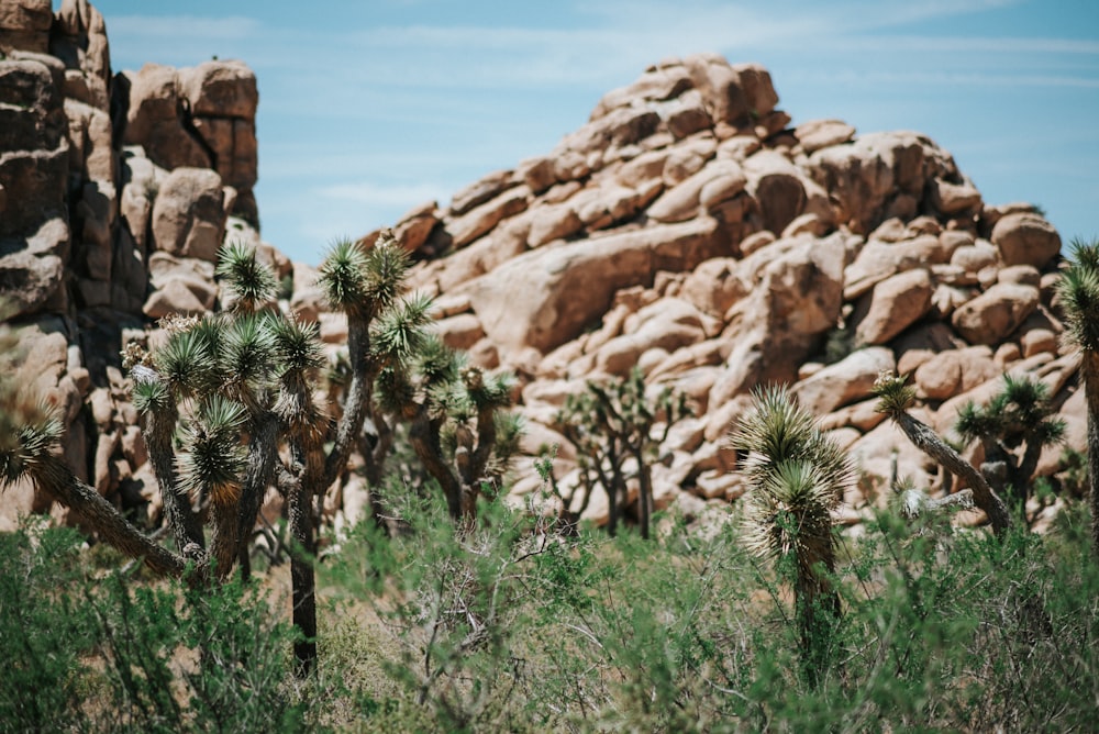 green and brown plants near brown rock formation during daytime