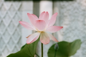 A pink lotus flower with delicately layered petals is prominently featured in the image. The background consists of a soft, out-of-focus pattern resembling a wall or fabric design, with green lotus leaves partially visible.