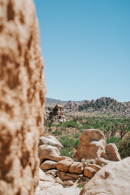 brown and white horse on brown rock formation under blue sky during daytime in Joshua Tree United States