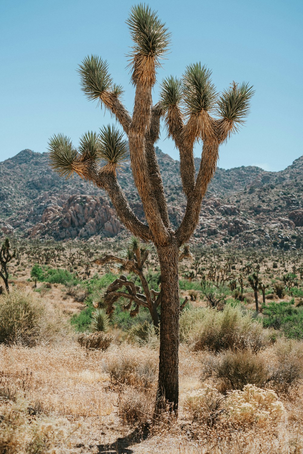 brown tree on brown grass field during daytime