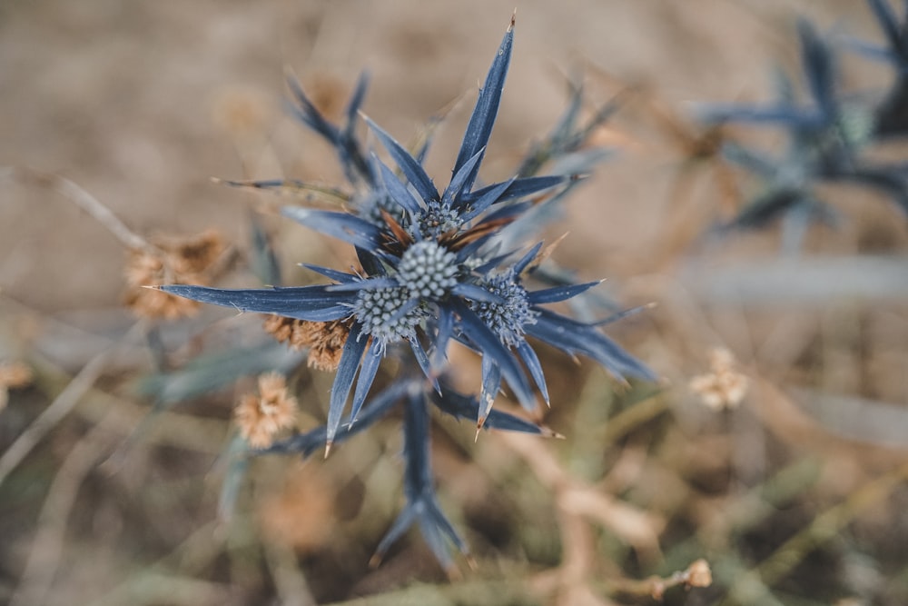 flor azul na lente de deslocamento de inclinação
