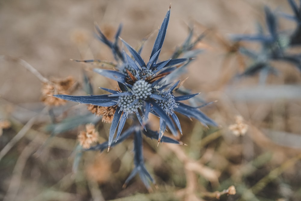 blue flower in tilt shift lens